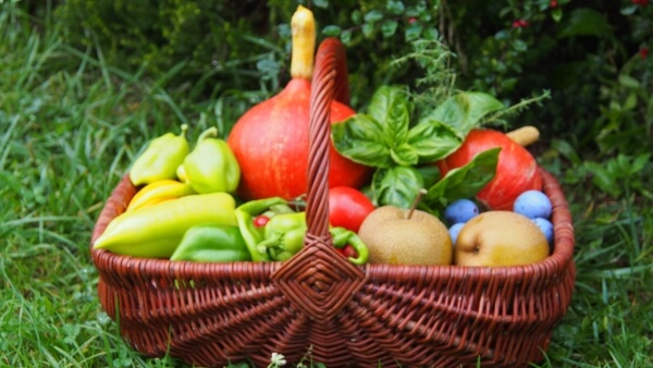 Jedlá a plodná zahrada