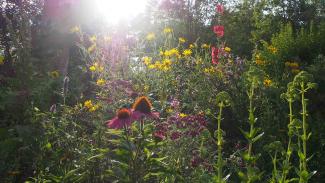 bylinky_na_nachlazeni